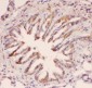 Anti-MyD88 Picoband Antibody